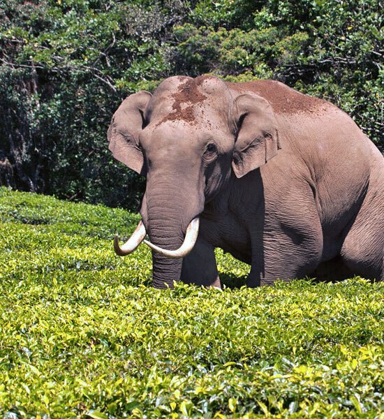 Holidays Munnar