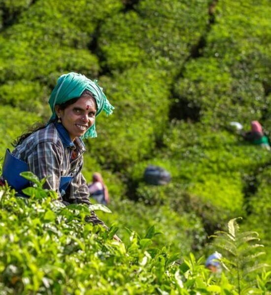 Holidays Munnar