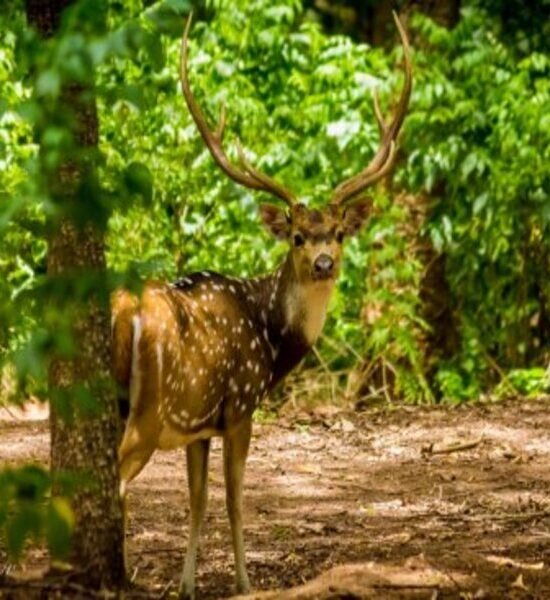 Holidays Munnar
