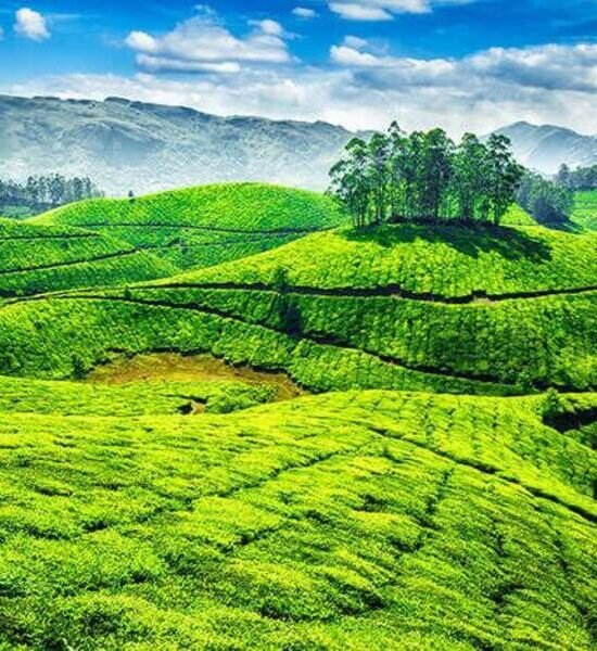 Holidays Munnar