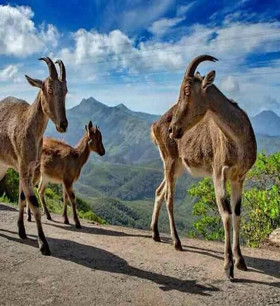 Holidays Munnar