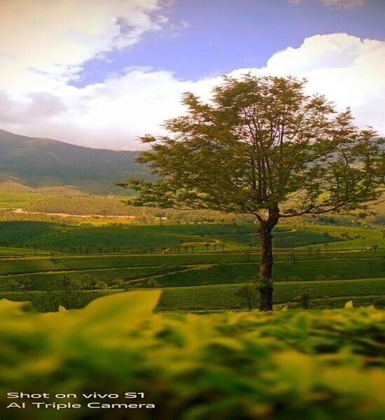 Holidays Munnar