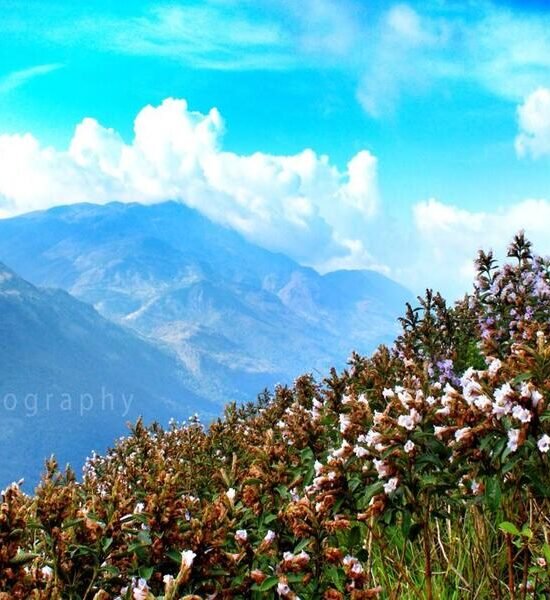 Holidays Munnar